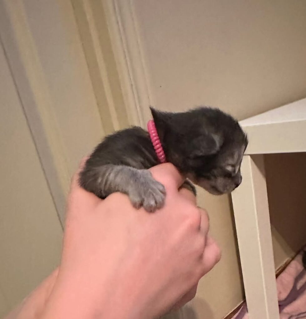 coeurdeviking